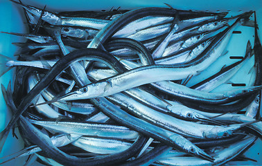 Image showing Fishes