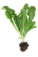 Image showing Healthy Rocket Plant with Root Ball