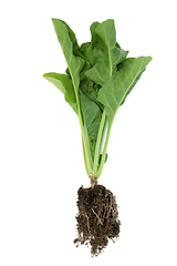 Image showing Spinach Plant with Earth Root Ball