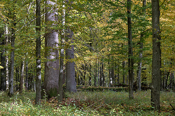 Image showing Group of old oaks in autumn