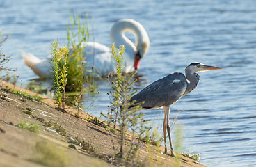 Image showing Grey Heron (Ardea cinerea) seeking prey