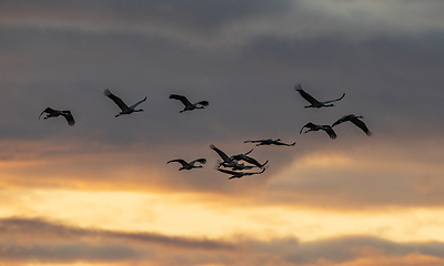 Image showing Common Crane (Grus grus) in flight