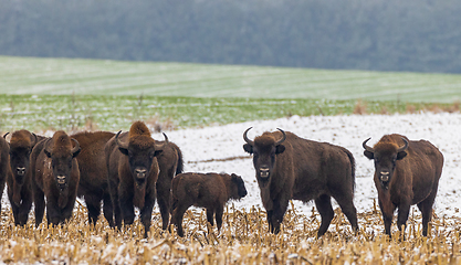 Image showing European Bison herd feeding in snowy field