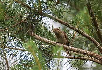 Image showing Eurasian Wryneck (Jynx torquilla) on branch