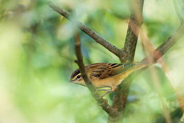 Image showing Sedge warbler (Acrocephalus schoenobaenus) on branch