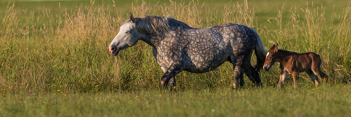 Image showing Horses grazing in pasture