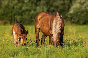 Image showing Horses grazing in pasture