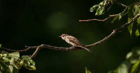 Image showing Spotted Flycatcher (Muscicapa striata) on branch