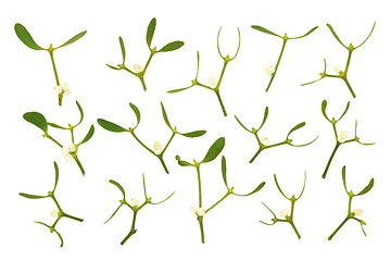 Image showing Winter Mistletoe Leaf Sprigs with Berries