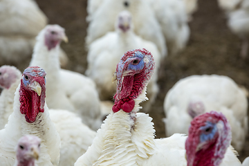 Image showing Turkey-poult