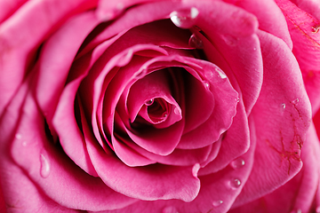 Image showing pink roses isolated on white