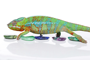 Image showing alive chameleon reptile