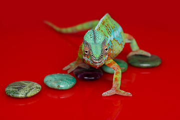 Image showing alive chameleon reptile