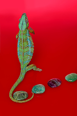 Image showing alive chameleon reptile