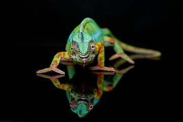 Image showing alive chameleon reptile