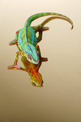 Image showing alive chameleon reptile