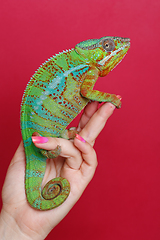 Image showing alive chameleon reptile