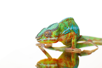 Image showing alive chameleon reptile