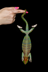 Image showing alive chameleon reptile