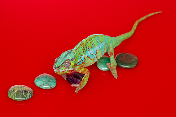 Image showing alive chameleon reptile