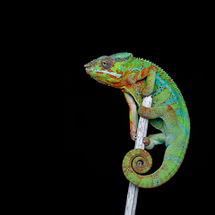 Image showing alive chameleon reptile