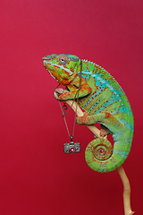 Image showing alive chameleon reptile