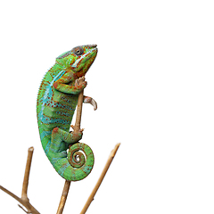 Image showing alive chameleon reptile