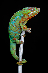 Image showing alive chameleon reptile