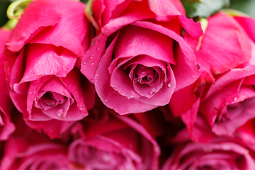 Image showing many fresh pink roses 