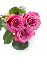 Image showing pink roses isolated on white