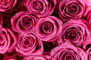 Image showing many fresh pink roses 