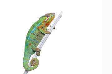 Image showing alive chameleon reptile