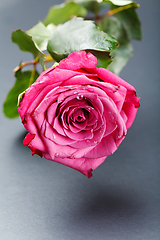 Image showing pink rose isolated on white