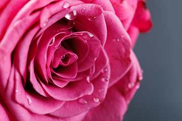 Image showing pink roses isolated on white