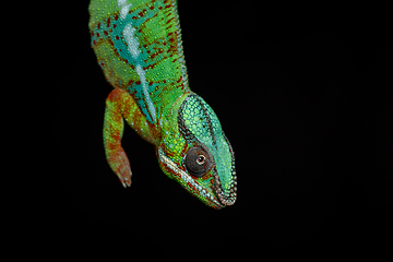 Image showing alive chameleon reptile