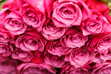 Image showing many fresh pink roses 