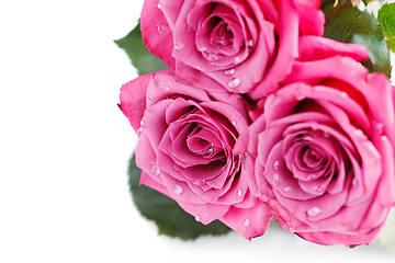 Image showing pink roses isolated on white