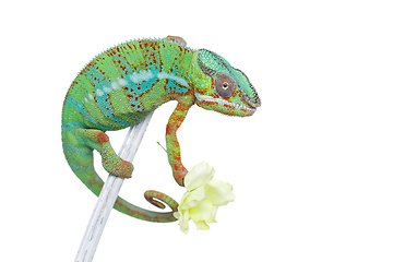 Image showing alive chameleon reptile