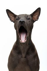 Image showing beautiful thai ridgeback puppy yawning