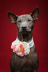 Image showing beautiful thai ridgeback puppy