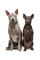 Image showing beautiful thai ridgeback dogs