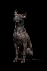 Image showing beautiful thai ridgeback puppy