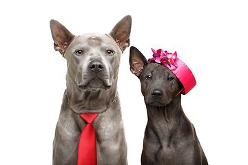 Image showing beautiful thai ridgeback dogs