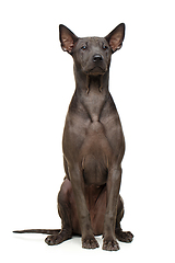 Image showing beautiful thai ridgeback puppy