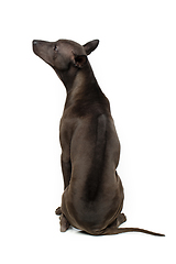 Image showing beautiful thai ridgeback puppy