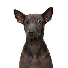 Image showing beautiful thai ridgeback puppy