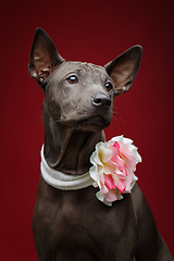 Image showing beautiful thai ridgeback puppy