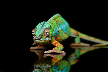 Image showing alive chameleon reptile