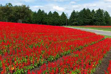 Image showing Red Salvia farm