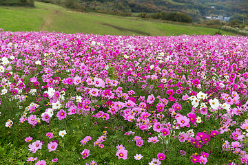 Image showing Pink Cosmos flowers field